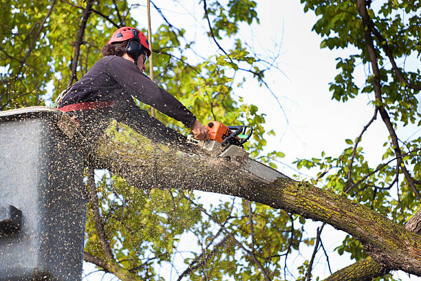 The Steps Involved in Our Tree Care Process in Jefferson, MD